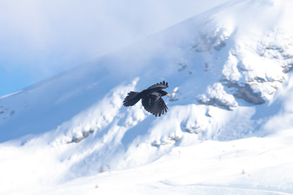 corbeau noir en vol au-dessus des pentes enneigées de Superdévoluy