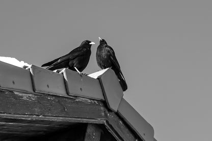 deux corbeaux noirs posés sur le toit d’un chalet à Superdévoluy, noir et blanc