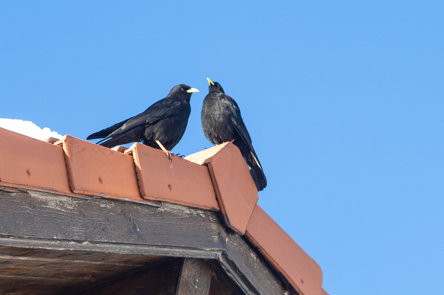 deux corbeaux noirs posés sur le toit d’un chalet à Superdévoluy