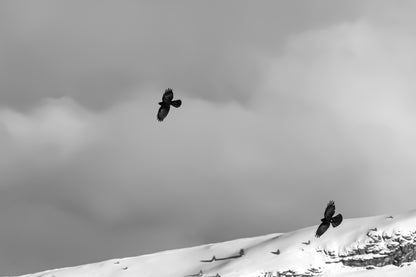 deux corbeaux noirs planant au-dessus d’une crête enneigée à Superdévoluy, noir et blanc