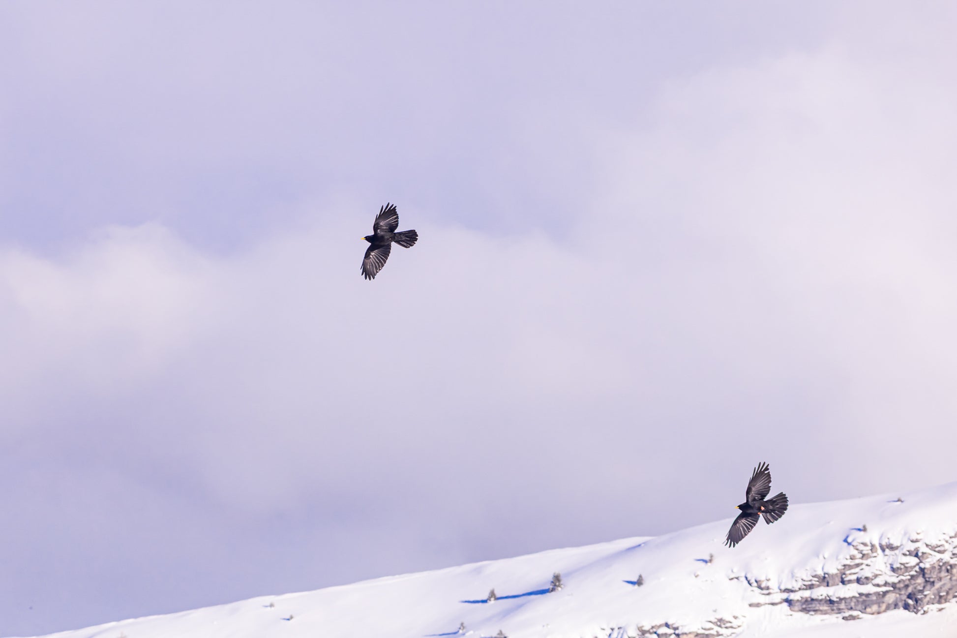 deux corbeaux noirs planant au-dessus d’une crête enneigée à Superdévoluy
