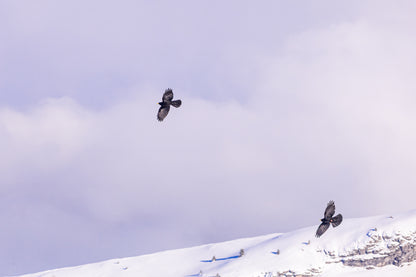deux corbeaux noirs planant au-dessus d’une crête enneigée à Superdévoluy