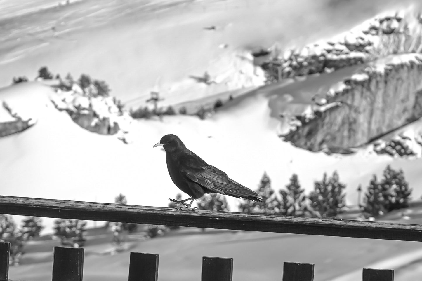 corbeau noir posé sur une rambarde en bois avec panorama enneigé à Superdévoluy, noir et blanc