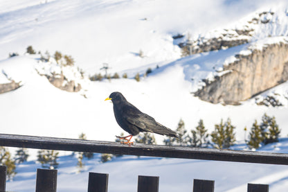 corbeau noir posé sur une rambarde en bois avec panorama enneigé à Superdévoluy