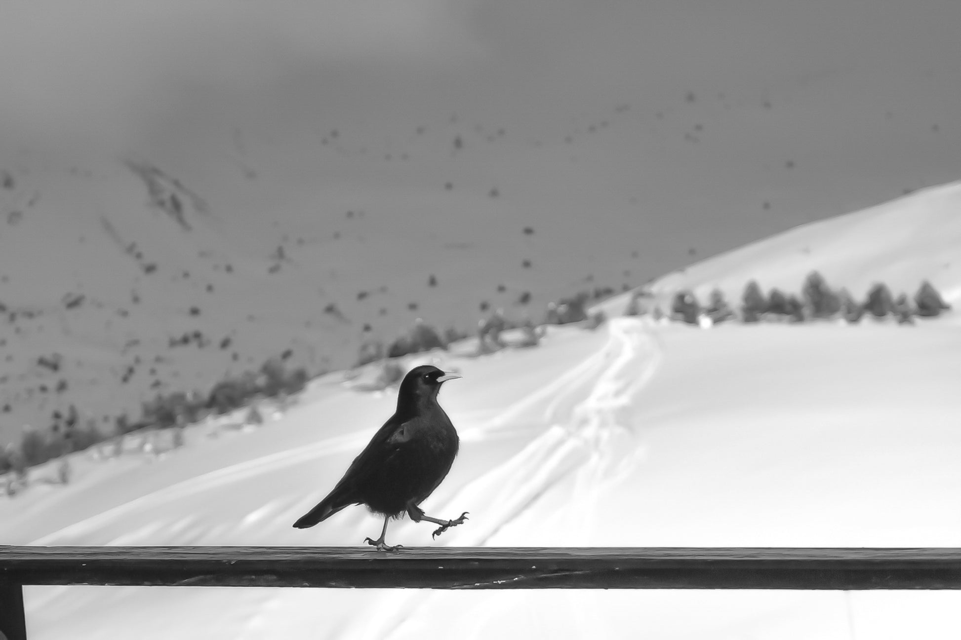 corbeau noir marchant sur une rambarde devant les pentes enneigées de Superdévoluy, noir et blanc