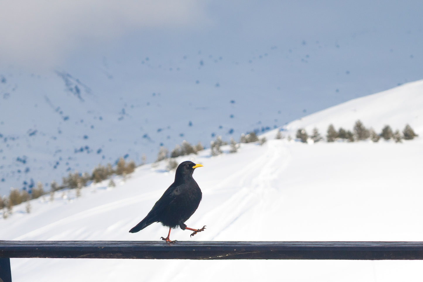 corbeau noir marchant sur une rambarde devant les pentes enneigées de Superdévoluy