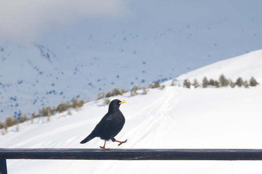 corbeau noir marchant sur une rambarde devant les pentes enneigées de Superdévoluy