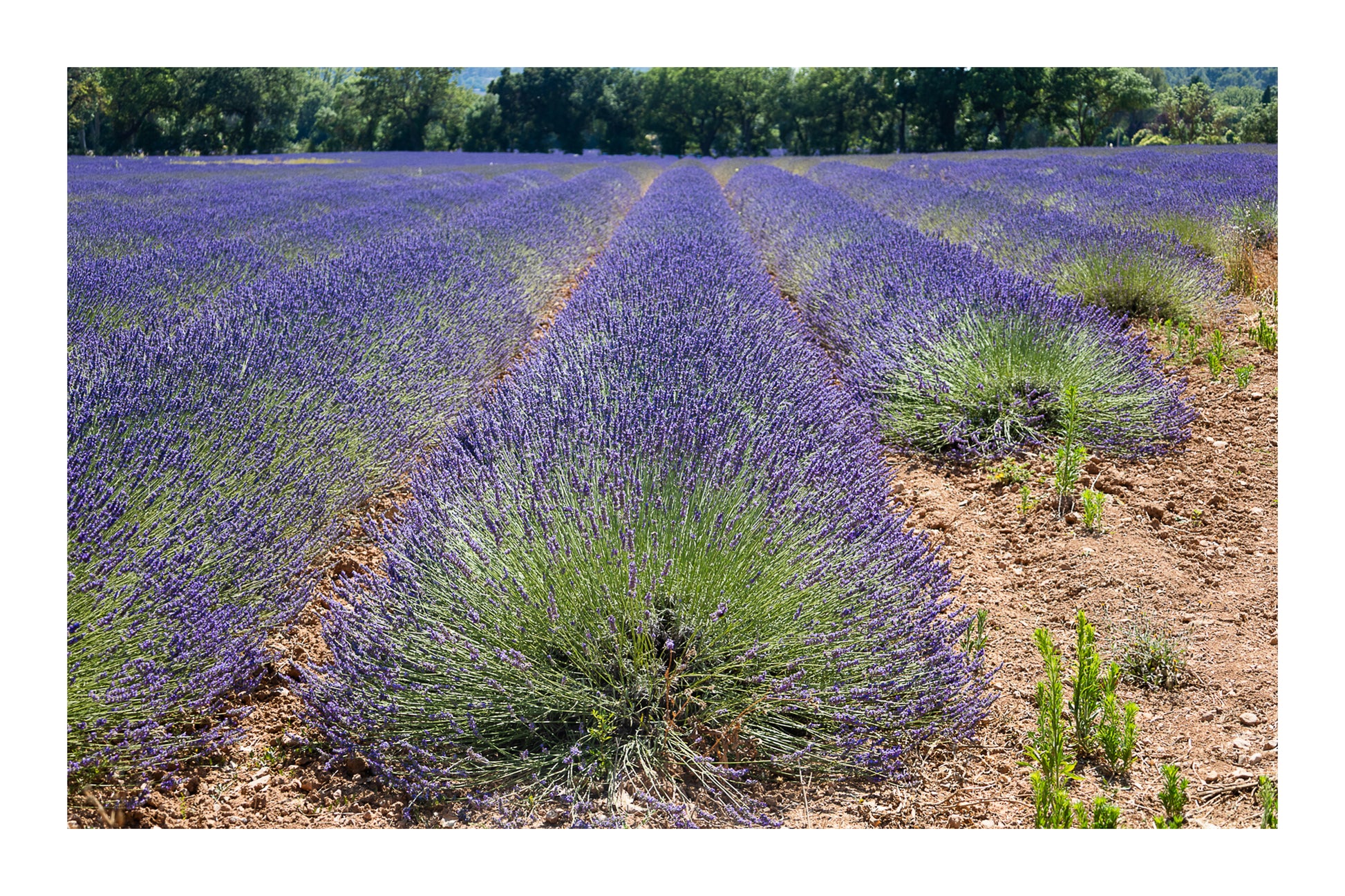 Gros plan sur des rangées de lavande formant des vagues violettes avec bordures