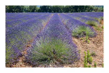 Gros plan sur des rangées de lavande formant des vagues violettes avec bordures
