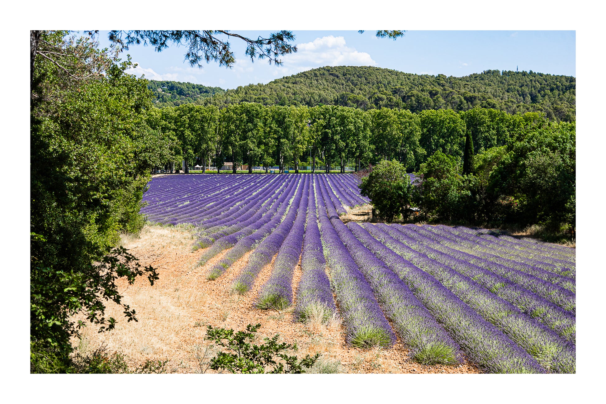 Champ de lavande en pente douce entouré d’arbres et de collines avec bordure