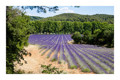 Champ de lavande en pente douce entouré d’arbres et de collines avec bordure