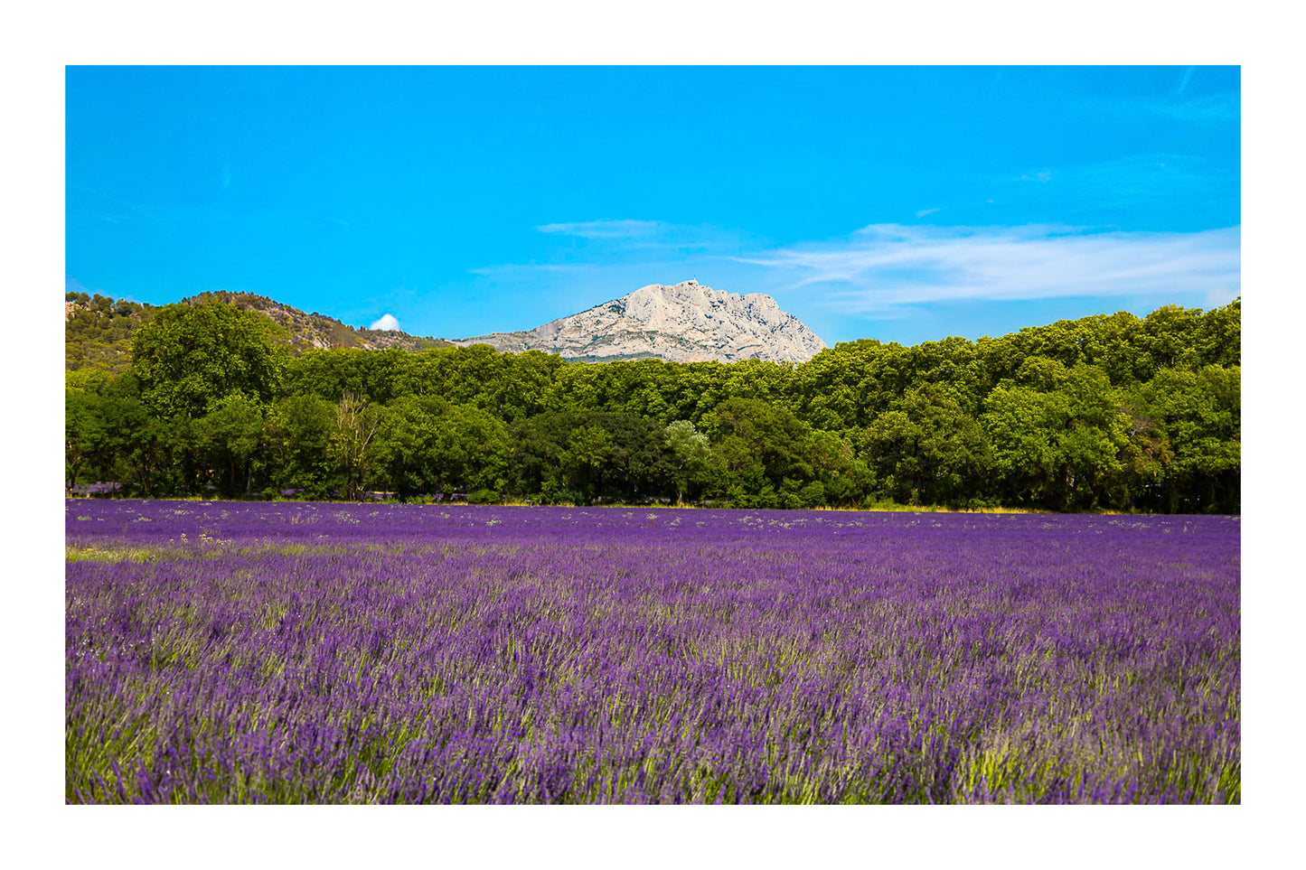Sainte-Victoire dominant un vaste champ de lavande au Tholonet avec bordure