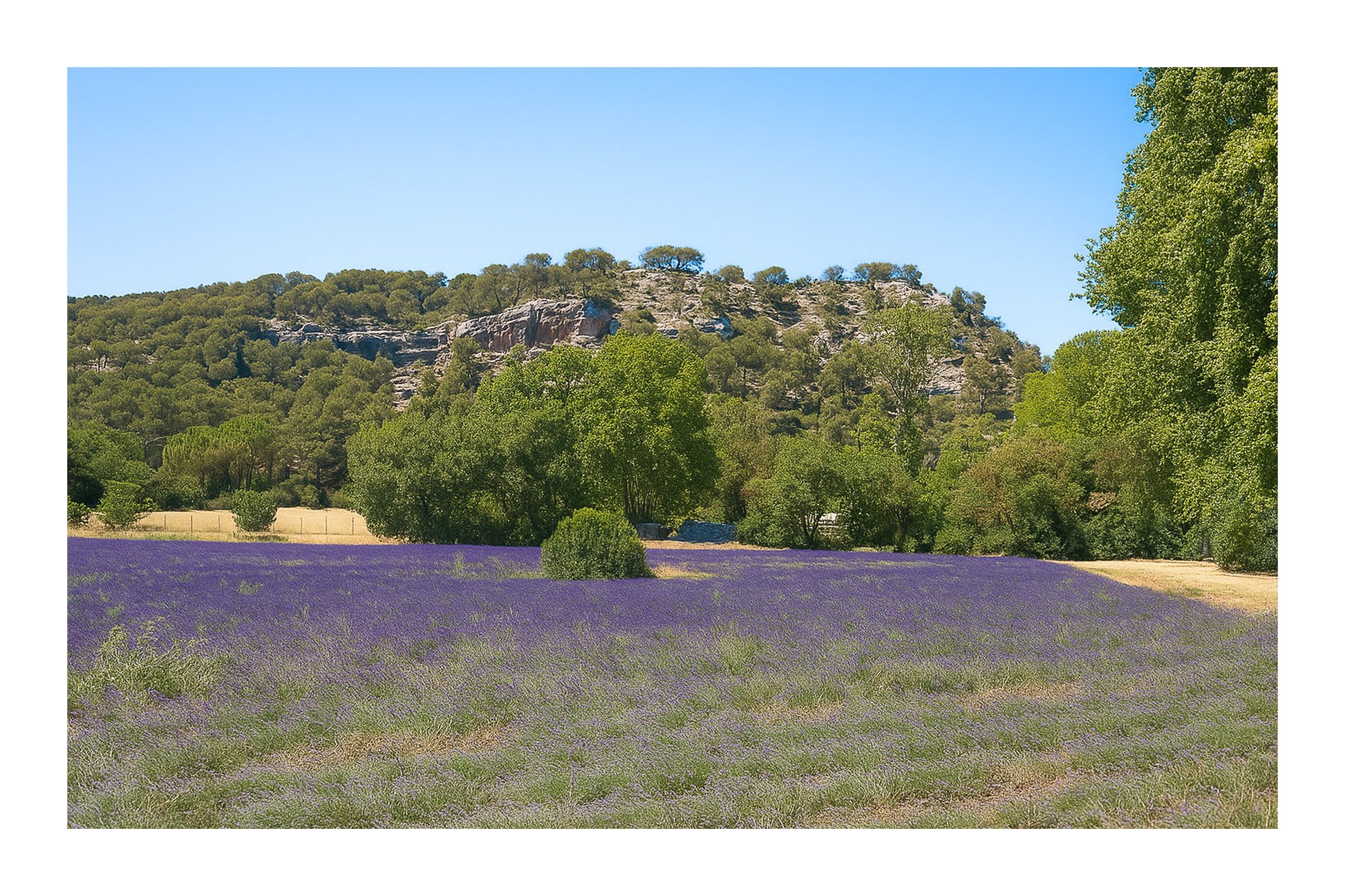Champ de lavande devant les falaises boisées du Tholonet par ciel bleu d’été avec bordure