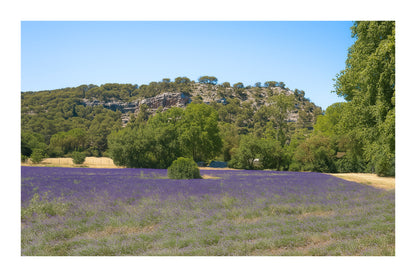 Champ de lavande devant les falaises boisées du Tholonet par ciel bleu d’été avec bordure