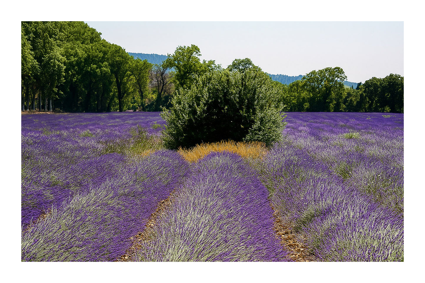 Rangées de lavande convergeant vers un buisson vert au milieu du champ avec bordure