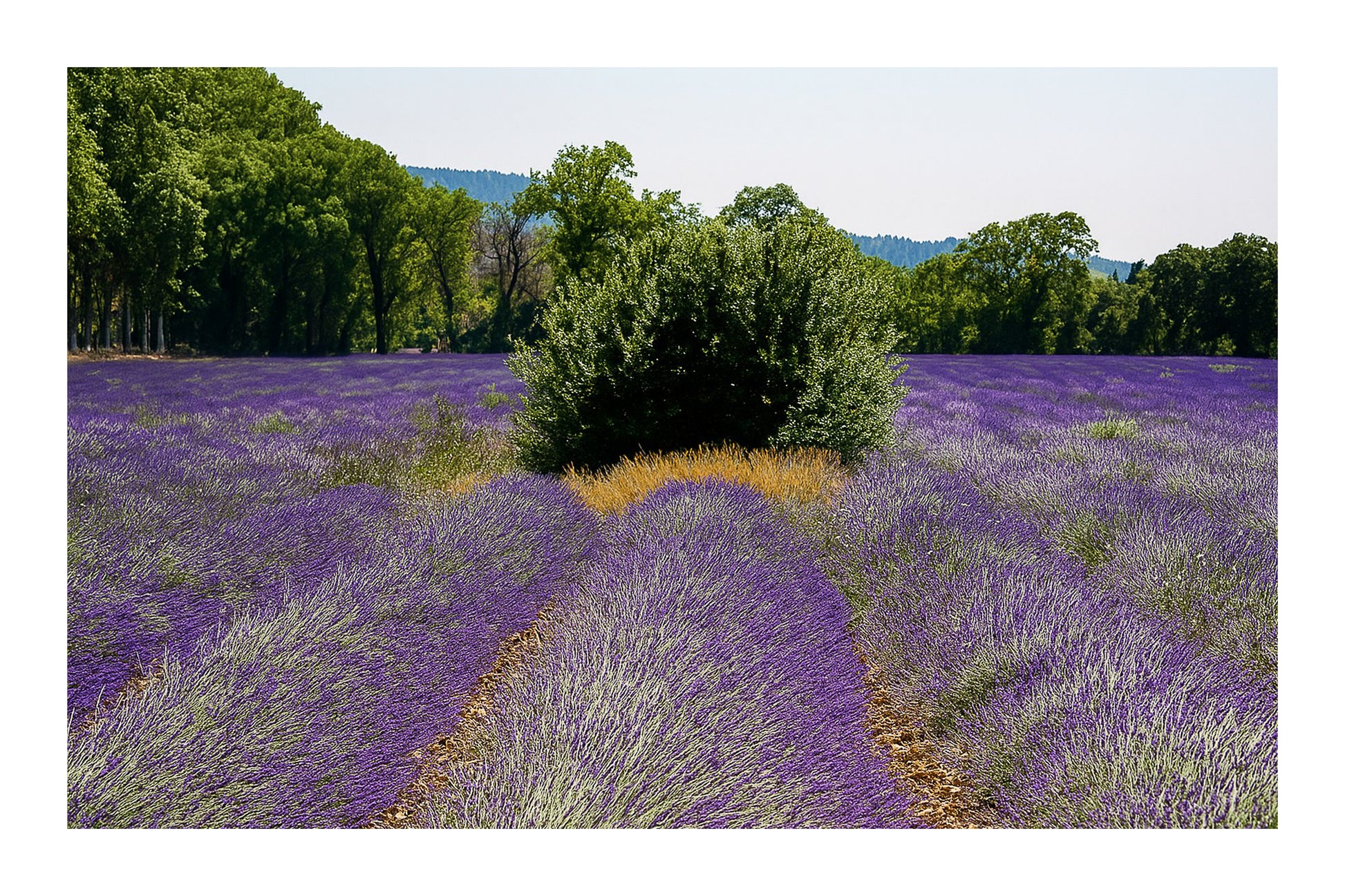 Rangées de lavande convergeant vers un buisson vert au milieu du champ avec bordure