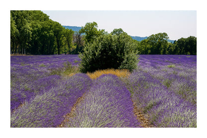 Rangées de lavande convergeant vers un buisson vert au milieu du champ avec bordure