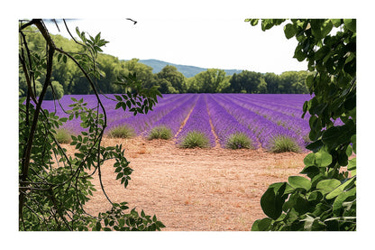 Champ de lavande encadré par des feuilles d’arbres au Tholonet avec bordure