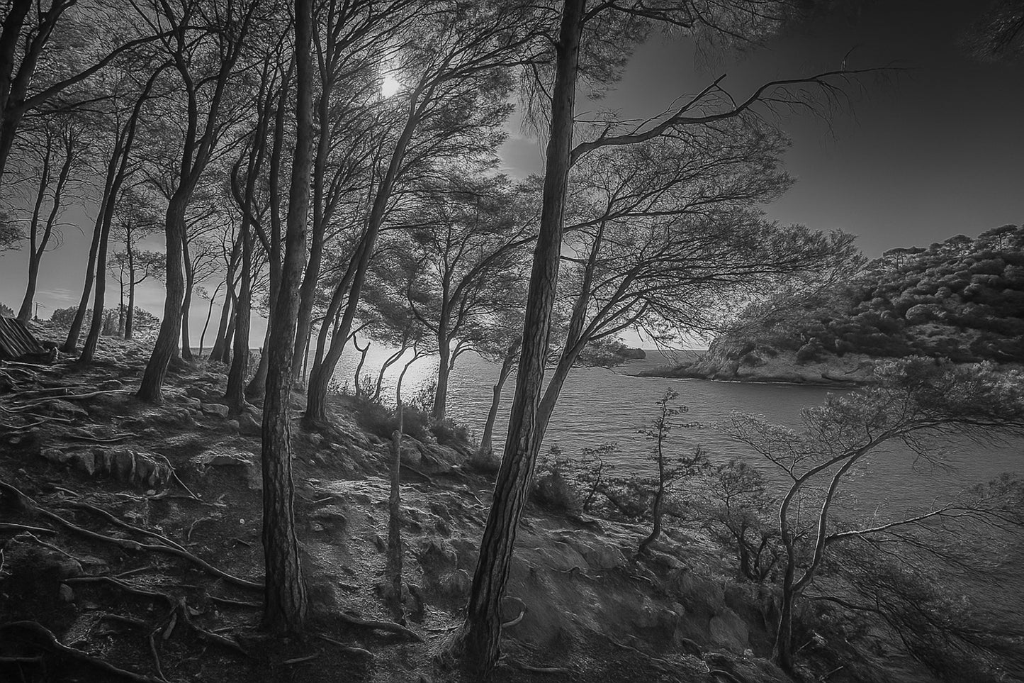 Port d’Alon en noir et blanc, pins au-dessus de la calanque