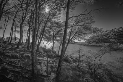 Port d’Alon en noir et blanc, pins au-dessus de la calanque