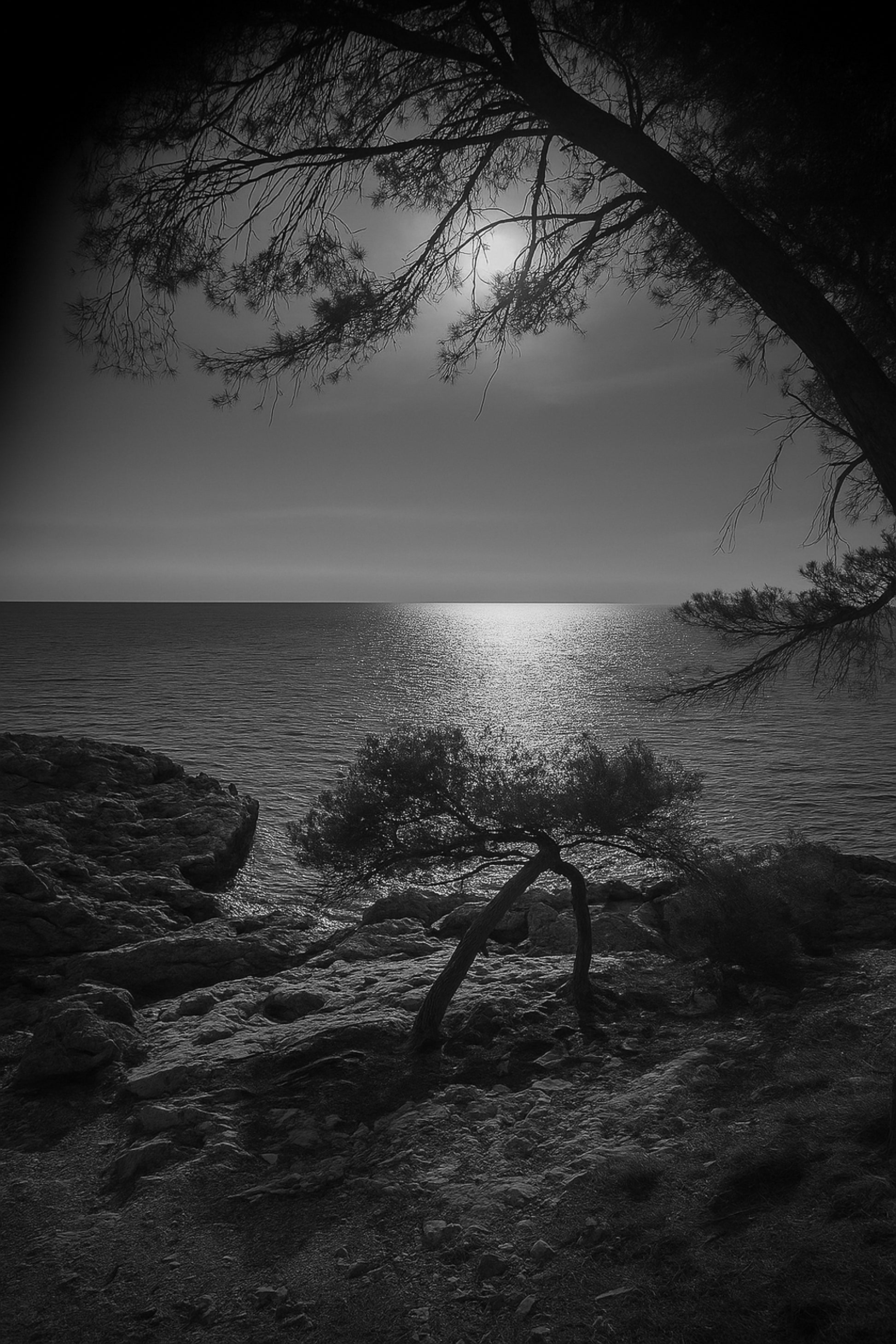 Petit pin courbé au bord de la calanque, reflet doré du soleil couchant, noir et blanc