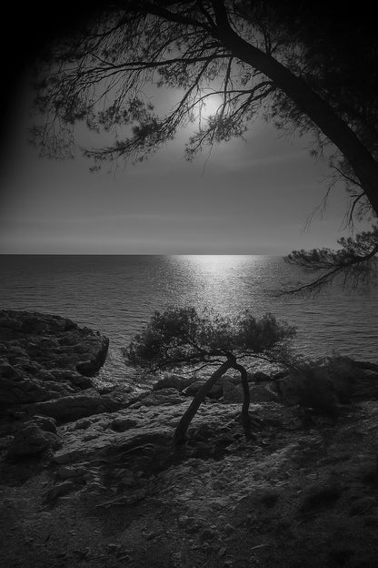 Petit pin courbé au bord de la calanque, reflet doré du soleil couchant, noir et blanc