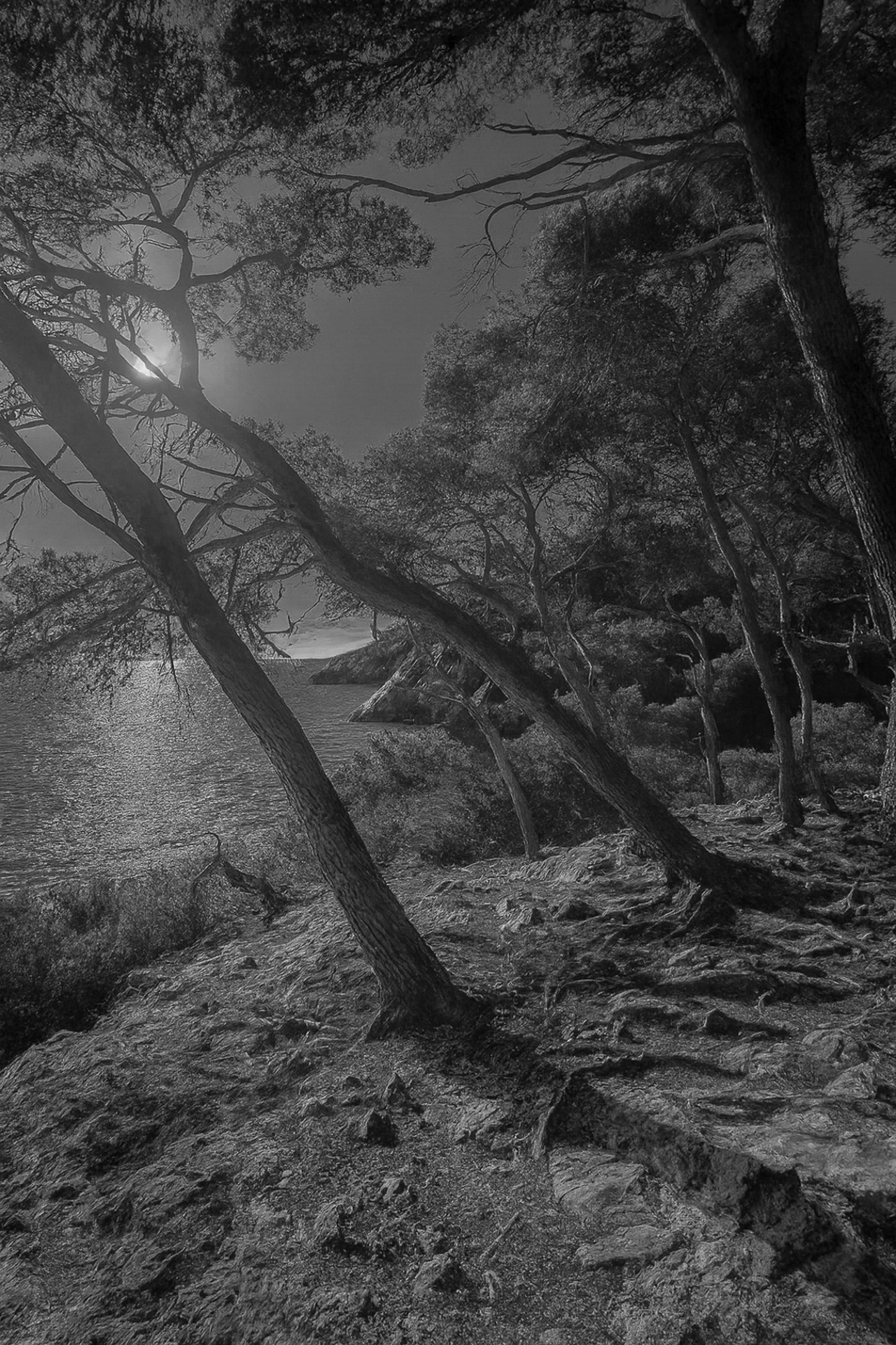 pins penchés, mer au fond, lumière froide/bleutée, noir et blanc