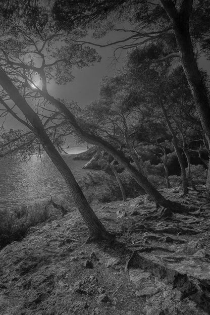 pins penchés, mer au fond, lumière froide/bleutée, noir et blanc