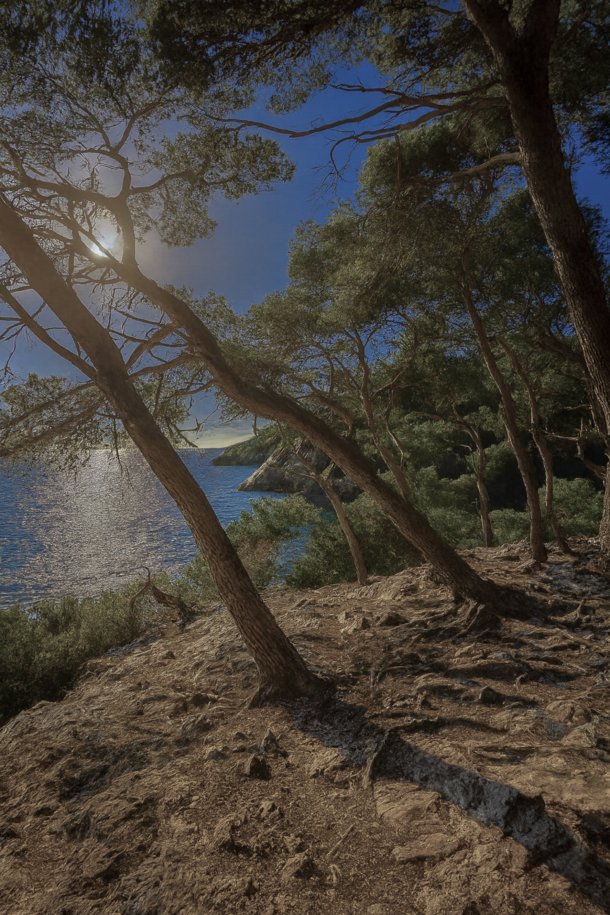 pins penchés, mer au fond, lumière froide/bleutée