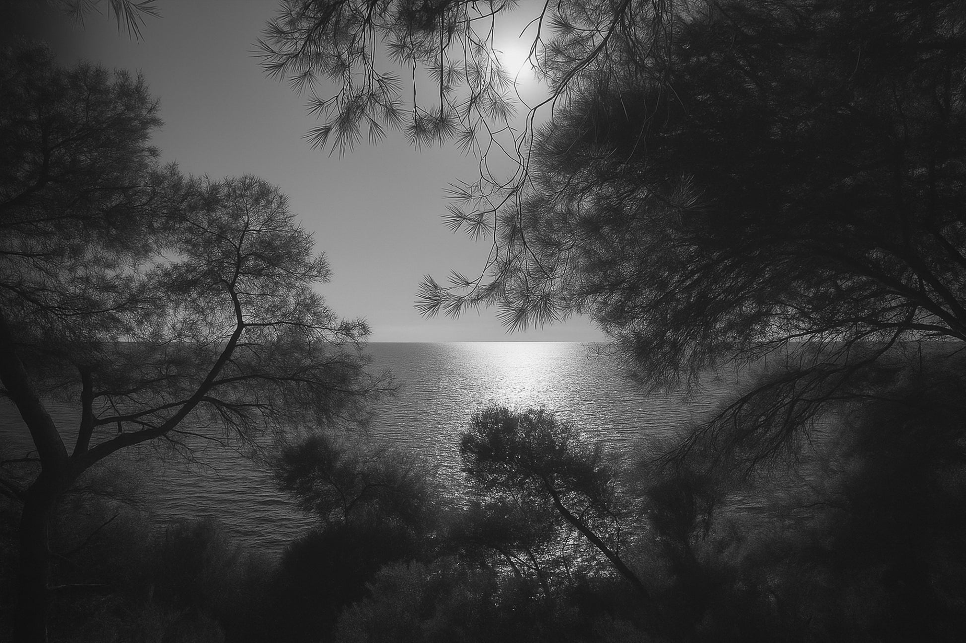 Branches de pins encadrant un soleil couchant au-dessus de la mer, noir et blanc