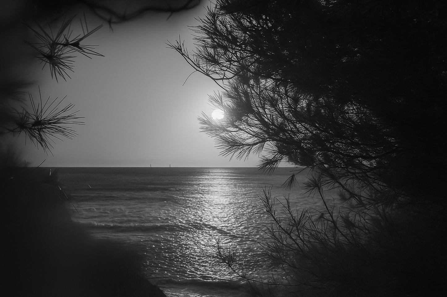 Port d’Alon, rayon de soleil “piégé” dans les aiguilles de pin au-dessus de la mer, noir et blanc 