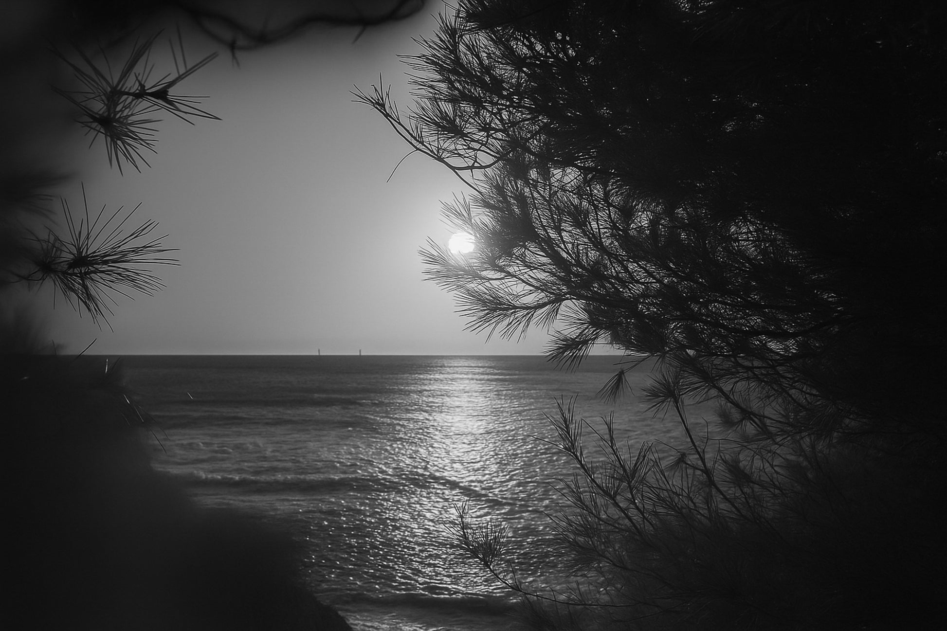 Port d’Alon, rayon de soleil “piégé” dans les aiguilles de pin au-dessus de la mer, noir et blanc 