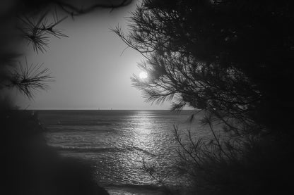 Port d’Alon, rayon de soleil “piégé” dans les aiguilles de pin au-dessus de la mer, noir et blanc 