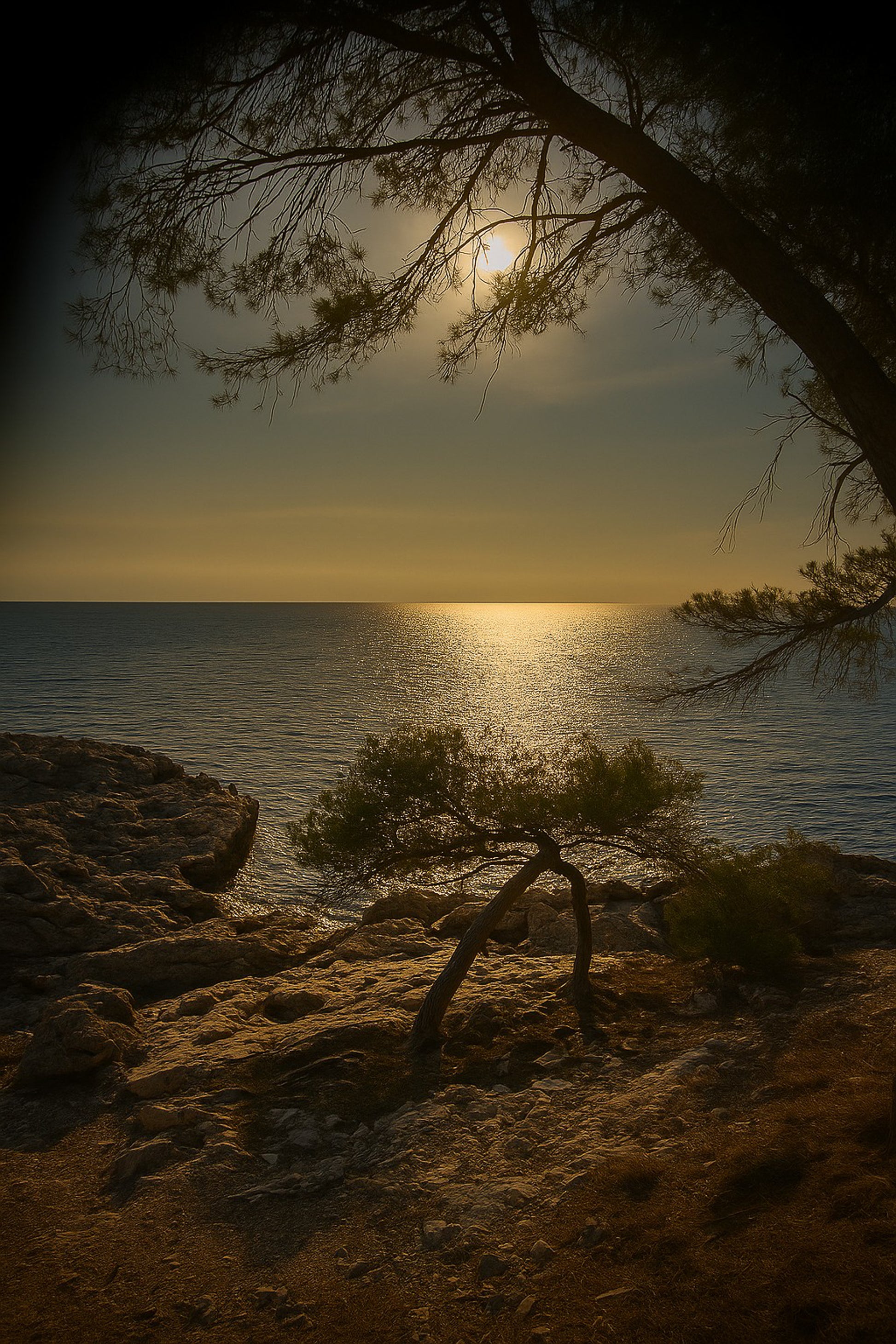 Petit pin courbé au bord de la calanque, reflet doré du soleil couchant