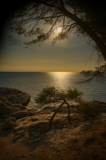 Petit pin courbé au bord de la calanque, reflet doré du soleil couchant