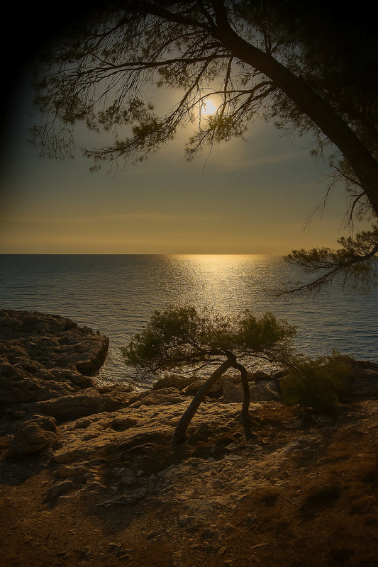 Petit pin courbé au bord de la calanque, reflet doré du soleil couchant
