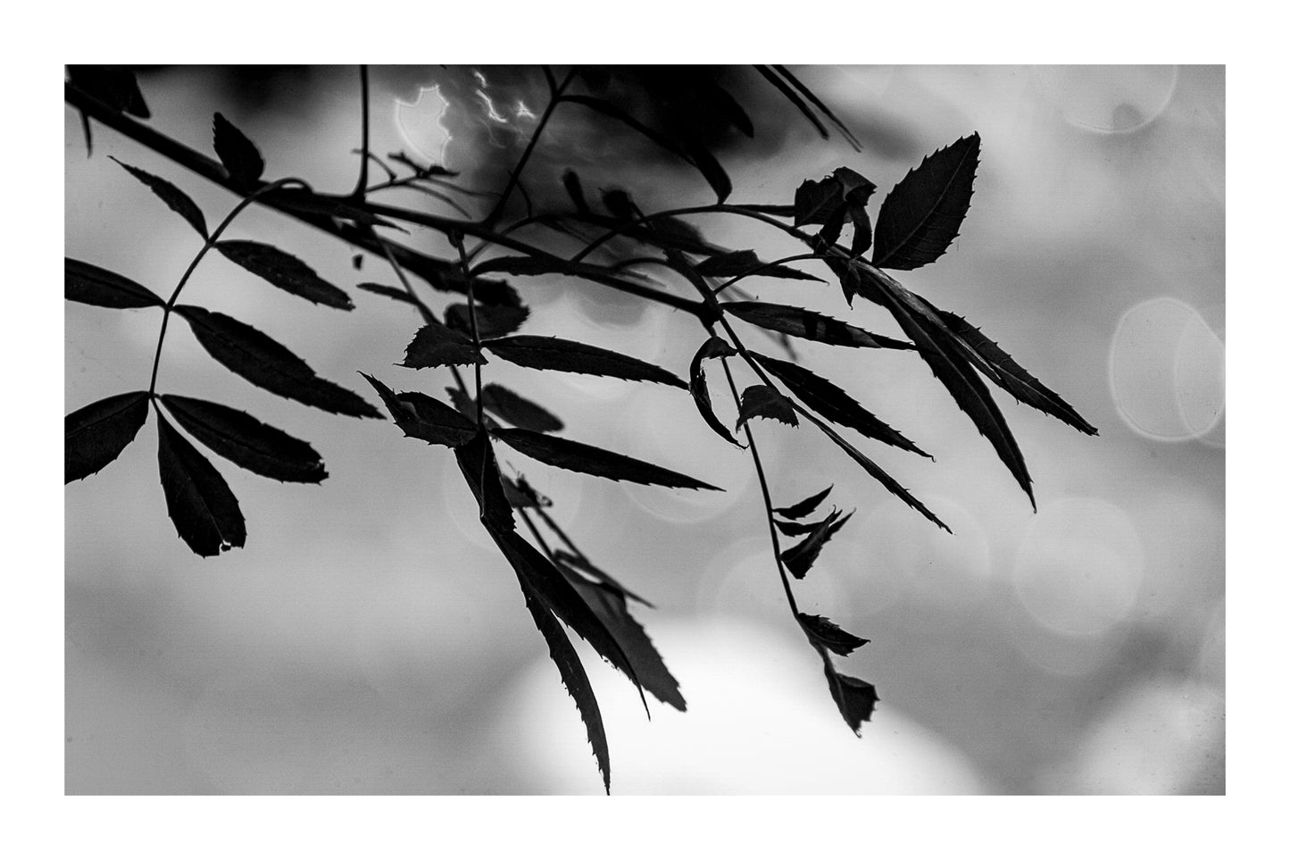 Branche de feuilles sombres en contre-jour sur fond flou doré le long de la rivière de l’Arc, noir et blanc avec bordure