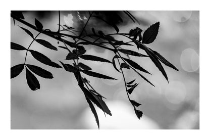 Branche de feuilles sombres en contre-jour sur fond flou doré le long de la rivière de l’Arc, noir et blanc avec bordure