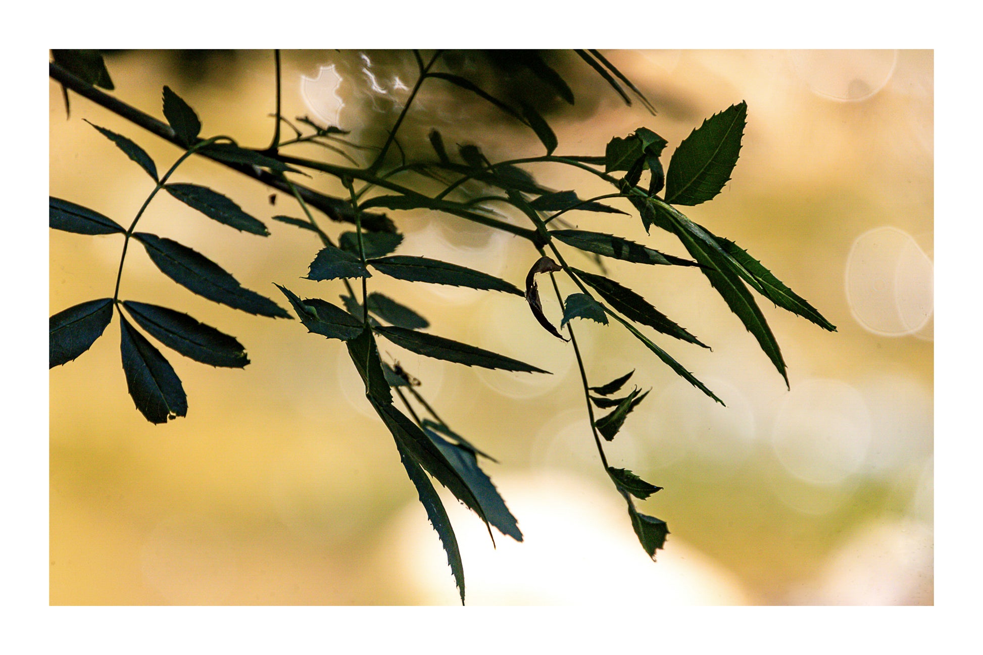 Branche de feuilles sombres en contre-jour sur fond flou doré le long de la rivière de l’Arc avec bordure