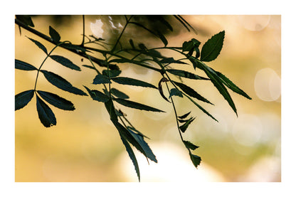 Branche de feuilles sombres en contre-jour sur fond flou doré le long de la rivière de l’Arc avec bordure