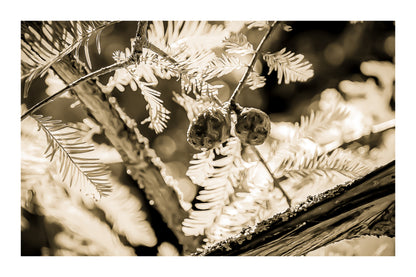 Gros plan sur des aiguilles et cônes verts baignés de lumière près de la rivière de l’Arc, vintage avec bordure
