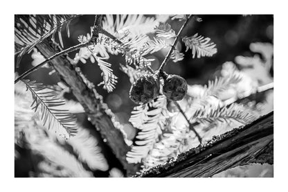 Gros plan sur des aiguilles et cônes verts baignés de lumière près de la rivière de l’Arc, noir et blanc avec bordure