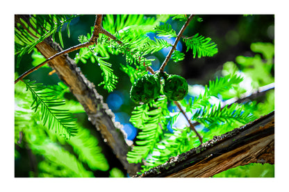 Gros plan sur des aiguilles et cônes verts baignés de lumière près de la rivière de l’Arc avec bordure