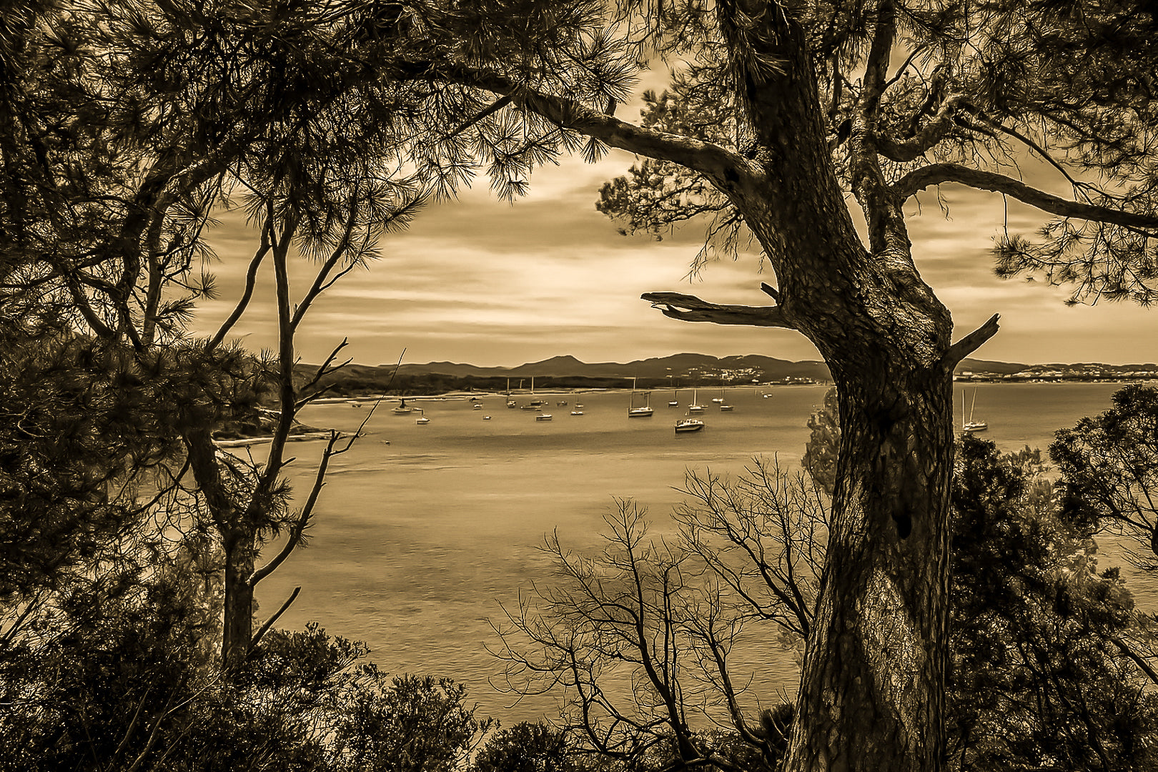 Tronc et ramure de pin ouvrant une vue sur la rade de Giens, nombreux voiliers, traitement vintage