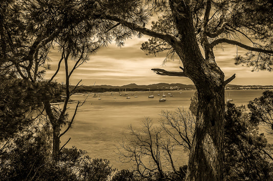 Tronc et ramure de pin ouvrant une vue sur la rade de Giens, nombreux voiliers, traitement vintage