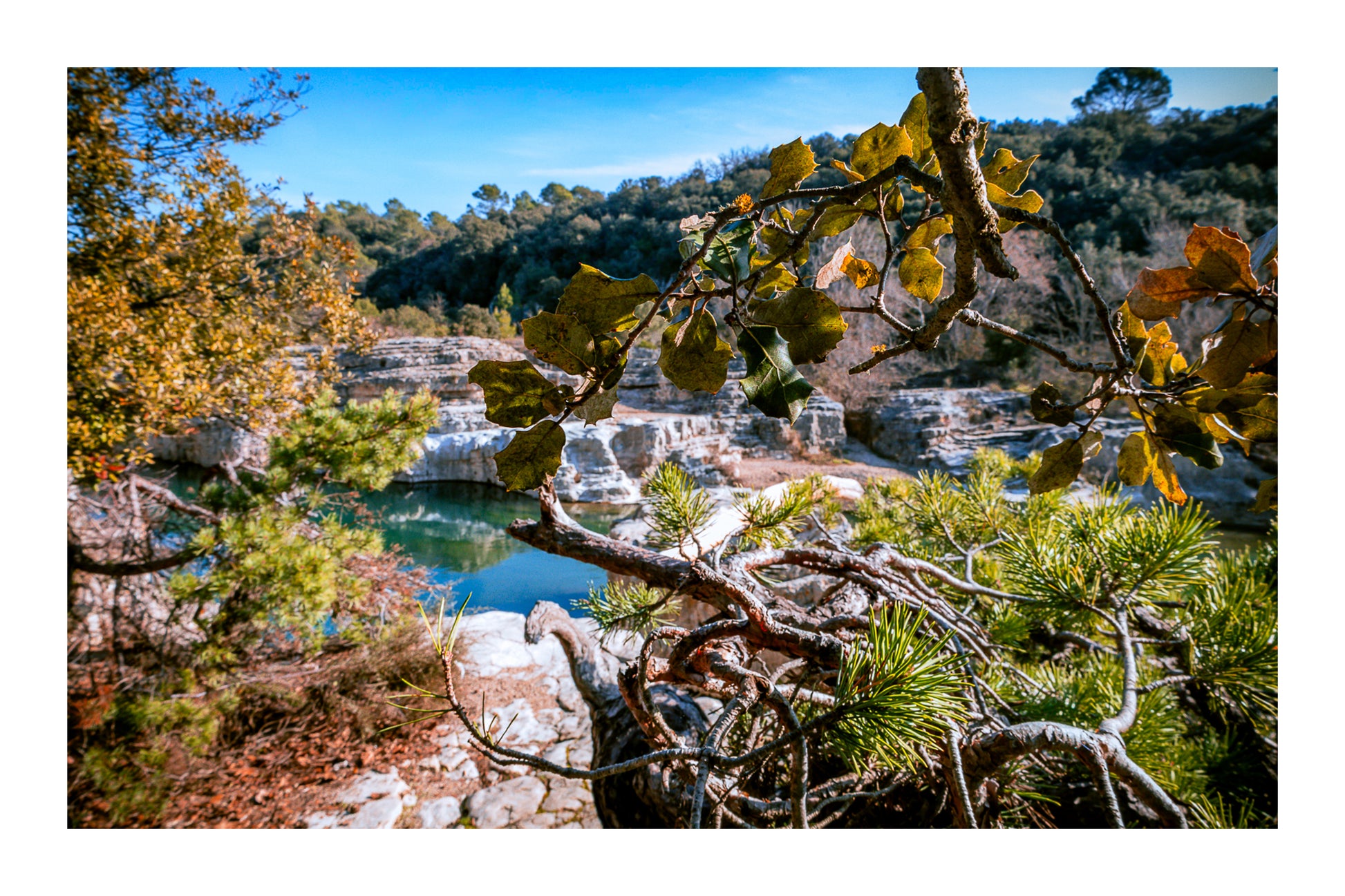 Branches de chêne et de pin en premier plan, vasques turquoise et roches du Sautadet en arrière-plan avec bordure