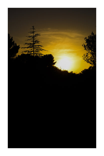 Coucher de soleil derrière une ligne de pins à Bibemus, ciel doré et grand pin en silhouette, avec bordure