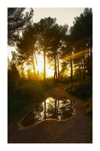 Reflet du soleil couchant dans une flaque sur un chemin forestier à Bibemus avec bordure