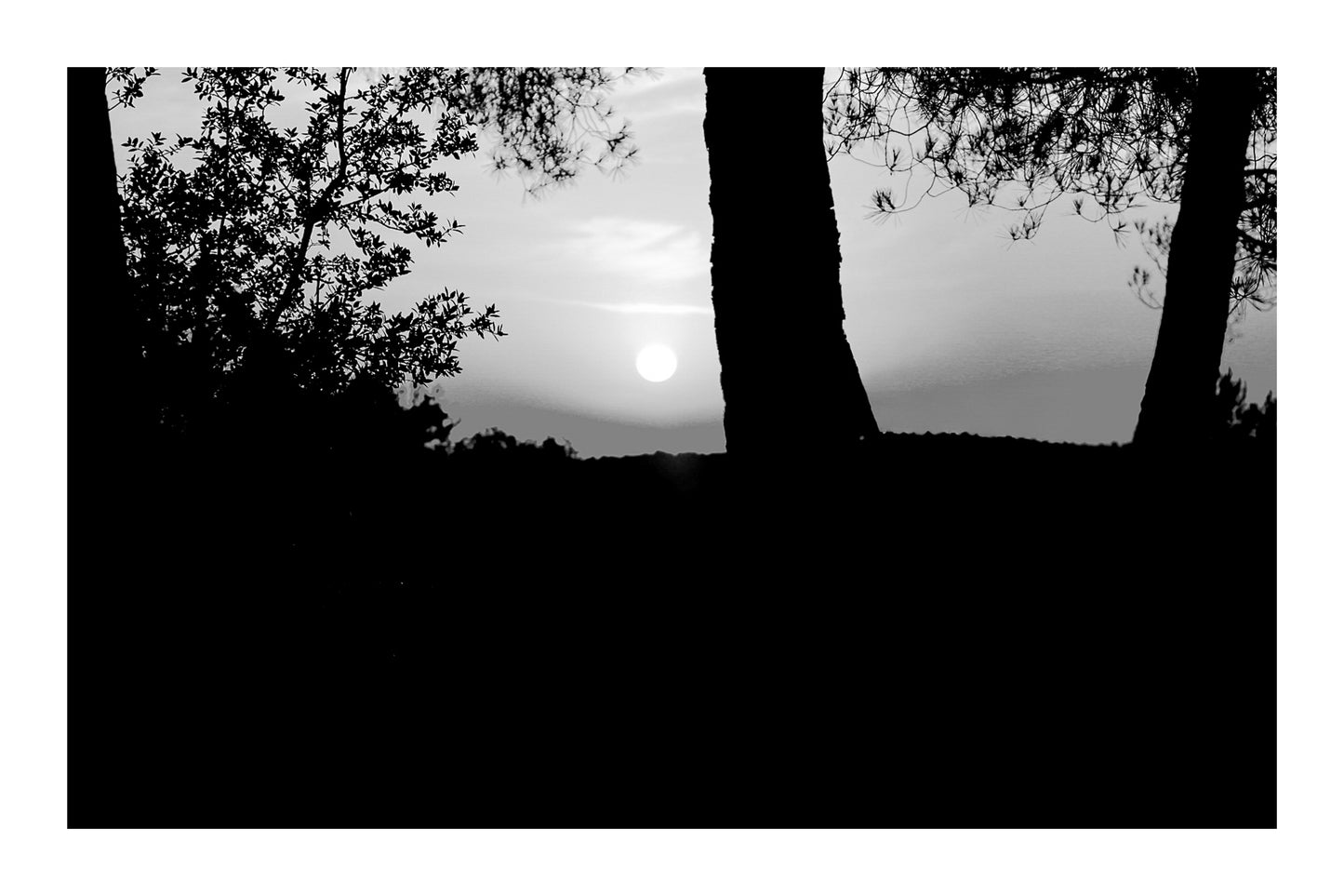 Soleil bas cadré entre les troncs et le feuillage, ciel rougeoyant à Bibemus, noir et blanc avec bordure