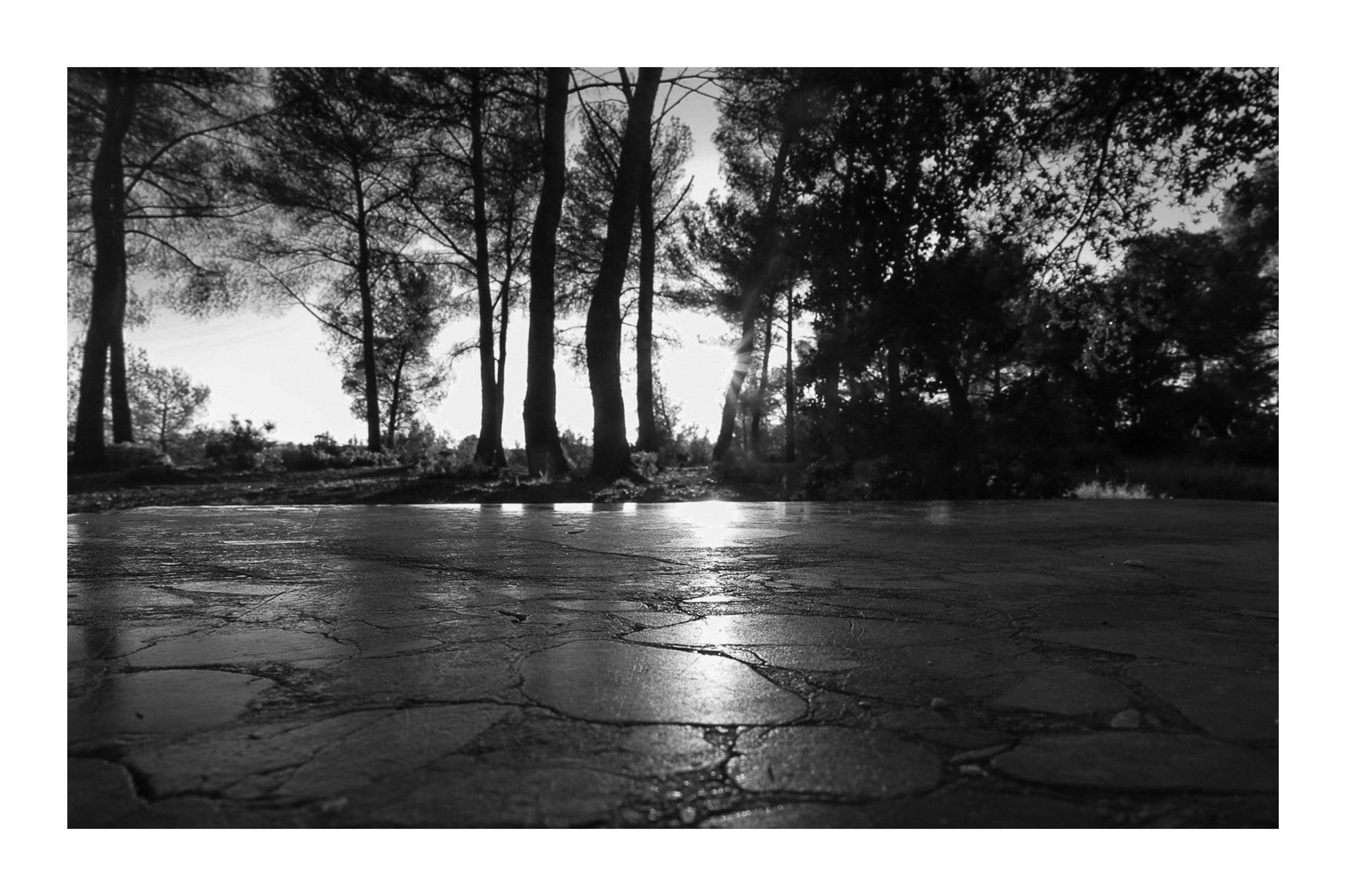 Rayon de soleil couchant glissant sur une dalle pierreuse, pins en arrière-plan à Bibemus, noir et blanc avec bordure